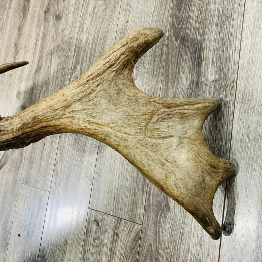 Naturally Shed Wild Moose Antler (Horn, Knife, Carving, Chew, Taxidermy) Full - Picture 14 of 15